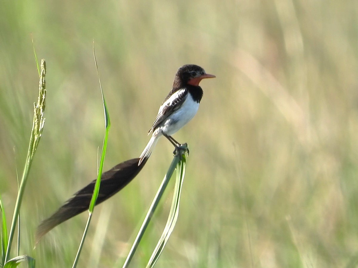 Strange-tailed Tyrant - ML636756240