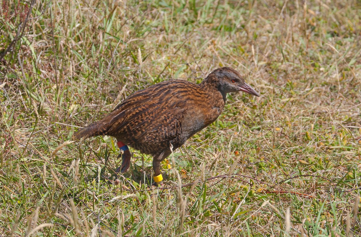 Weka - ML636756301