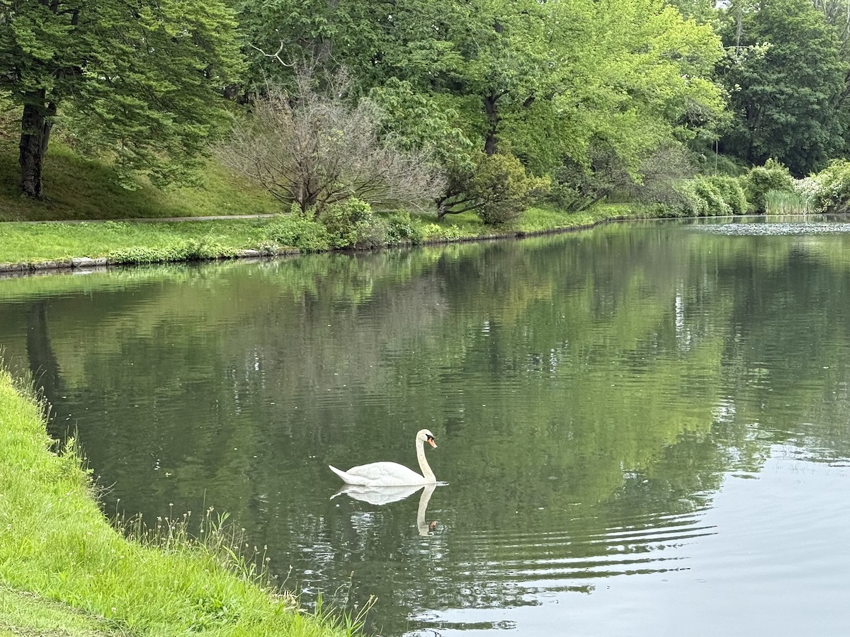 Cigno reale - ML636756337