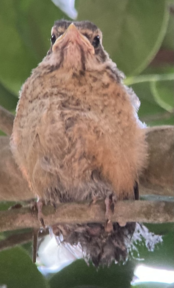 American Robin - ML636756401