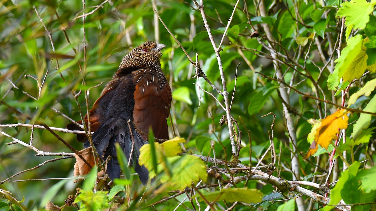 Malagasy Coucal - ML636756452