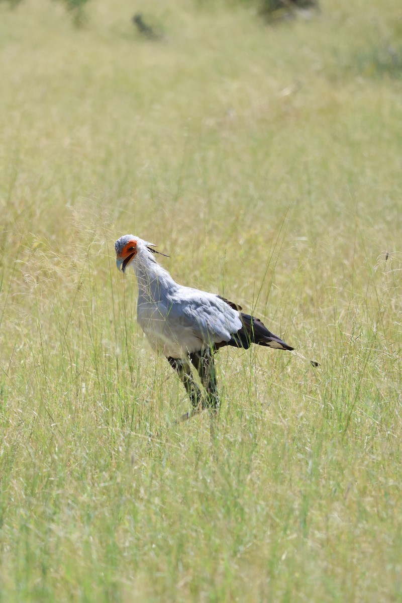 Secretarybird - ML636756454