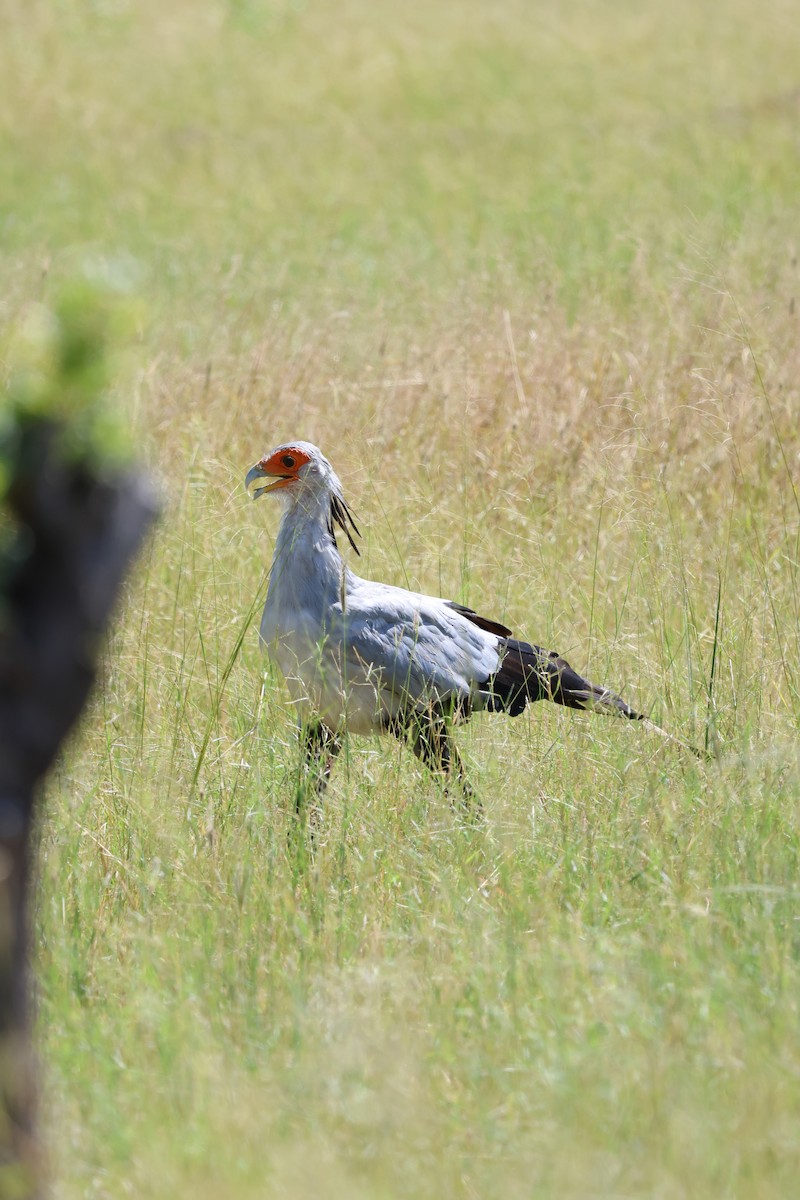 Secretarybird - ML636756455