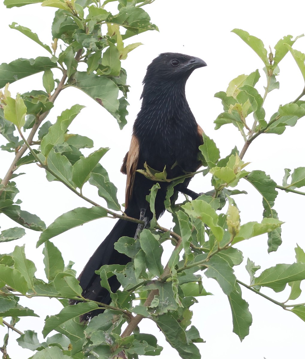 Black Coucal - ML636756469