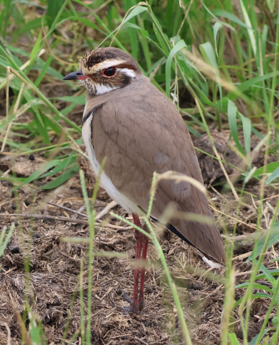 Bronze-winged Courser - ML636756480