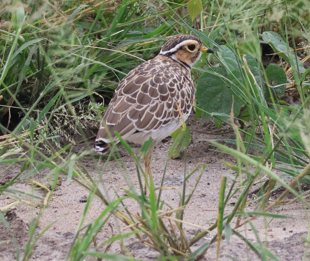 Three-banded Courser - ML636756484