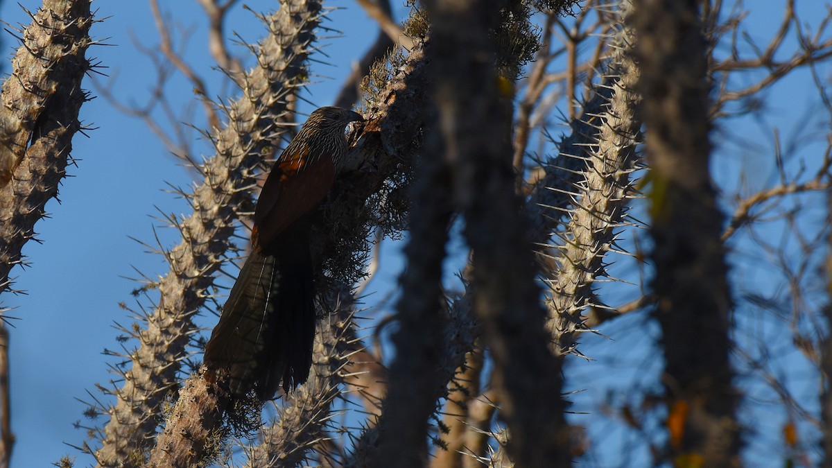 Malagasy Coucal - ML636756493
