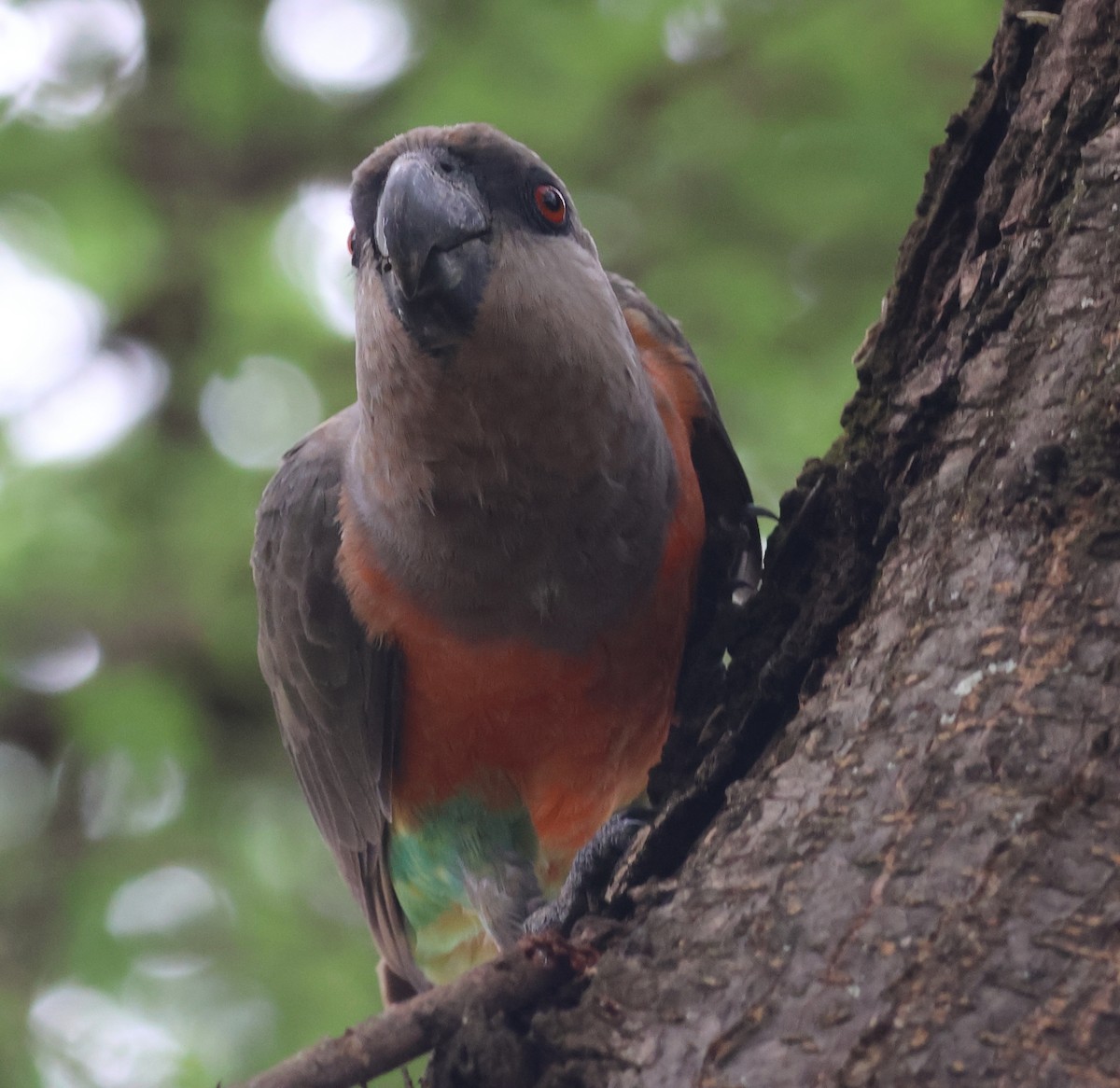 Red-bellied Parrot - ML636756532