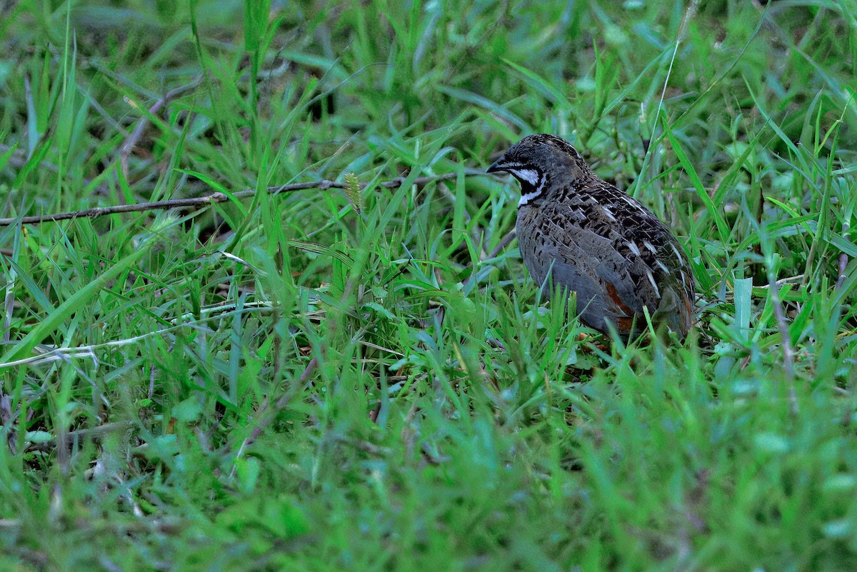 ヒメウズラ - ML636756533