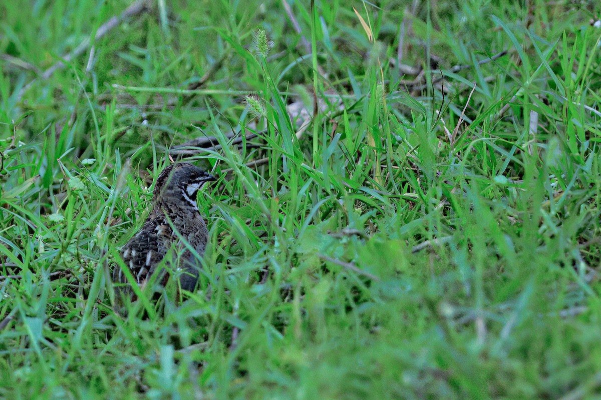 ヒメウズラ - ML636756534