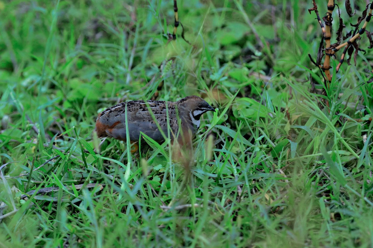 ヒメウズラ - ML636756535