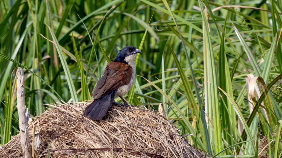 Blue-headed Coucal - ML636756553