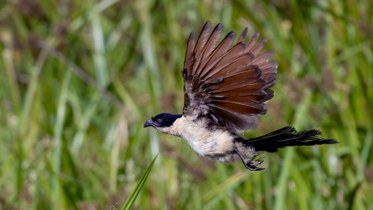 Blue-headed Coucal - ML636756554