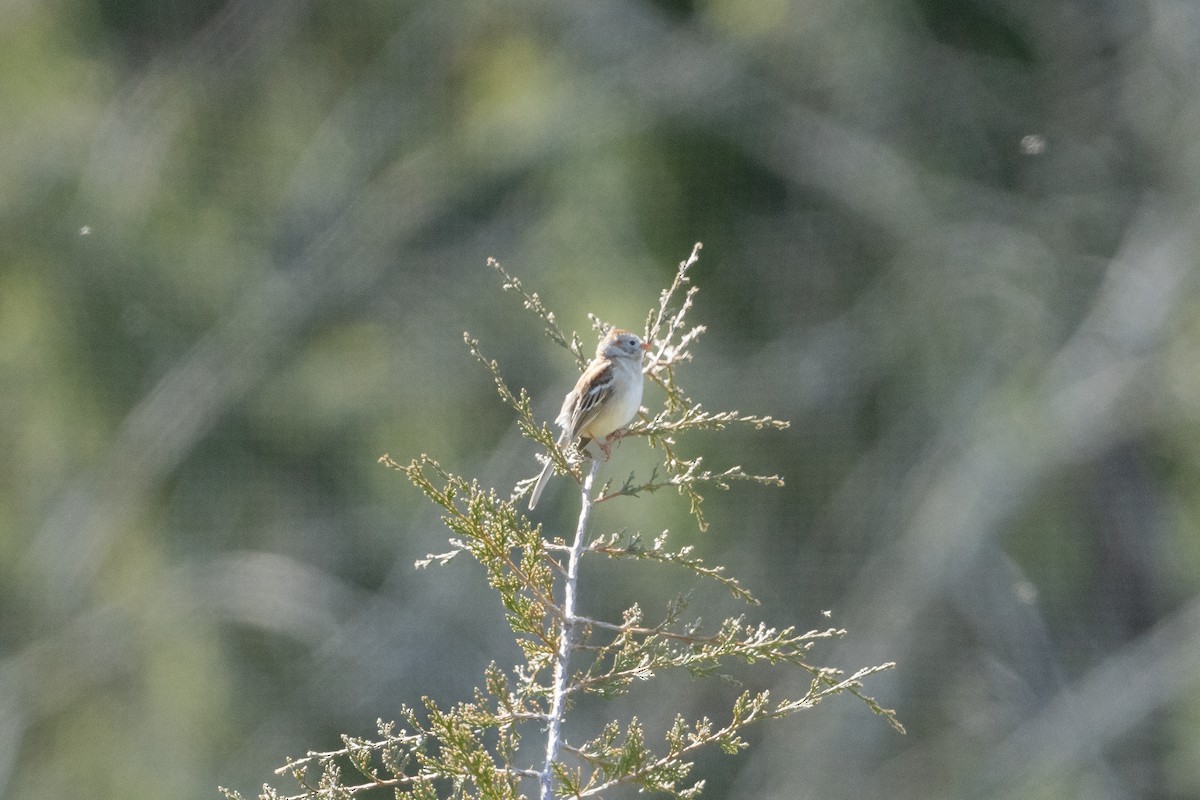 Field Sparrow - ML636756571