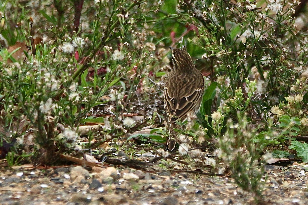 New Zealand Pipit - ML636756574