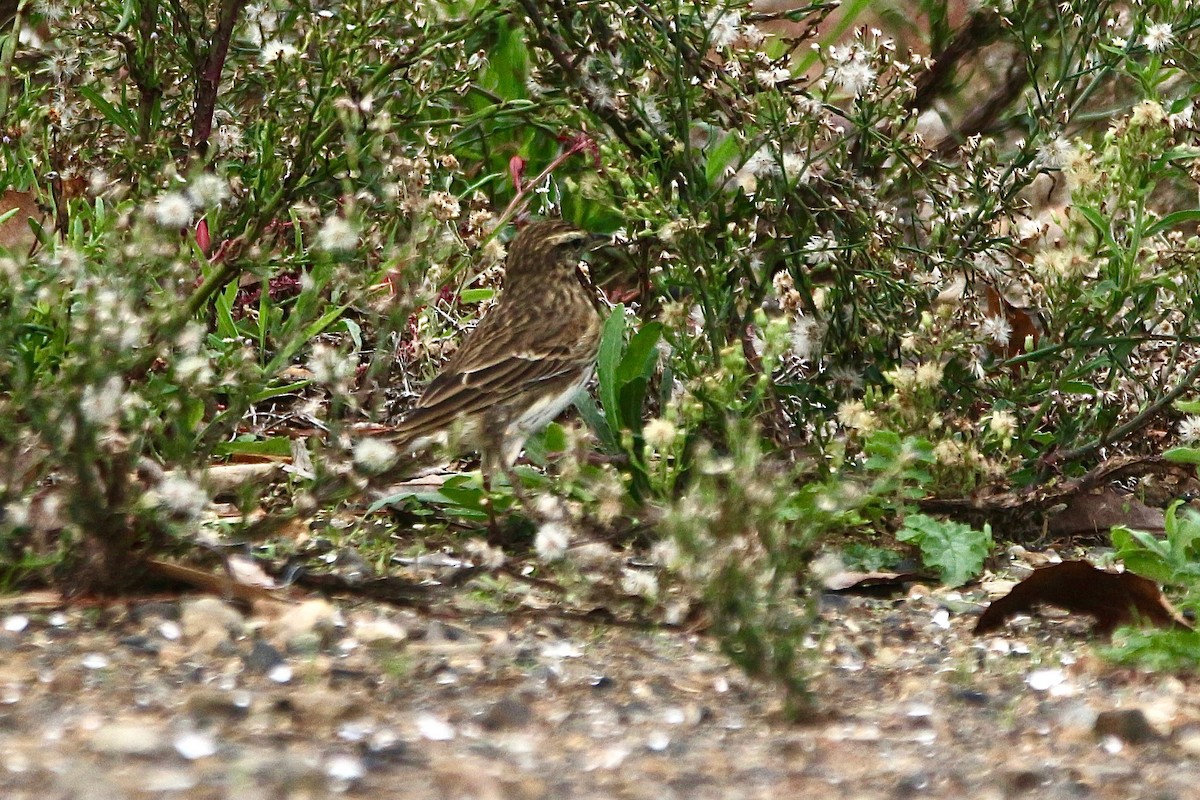 New Zealand Pipit - ML636756575