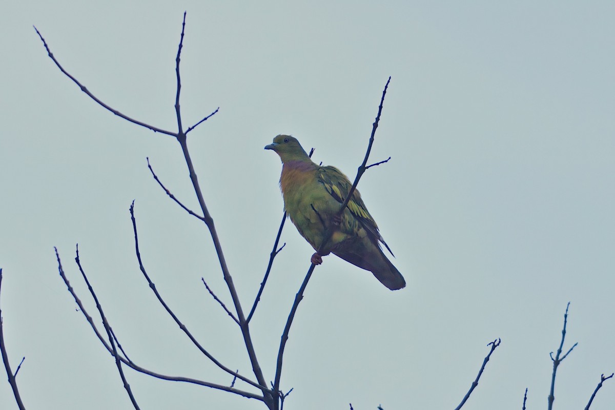 Orange-breasted Green-Pigeon - ML636756611