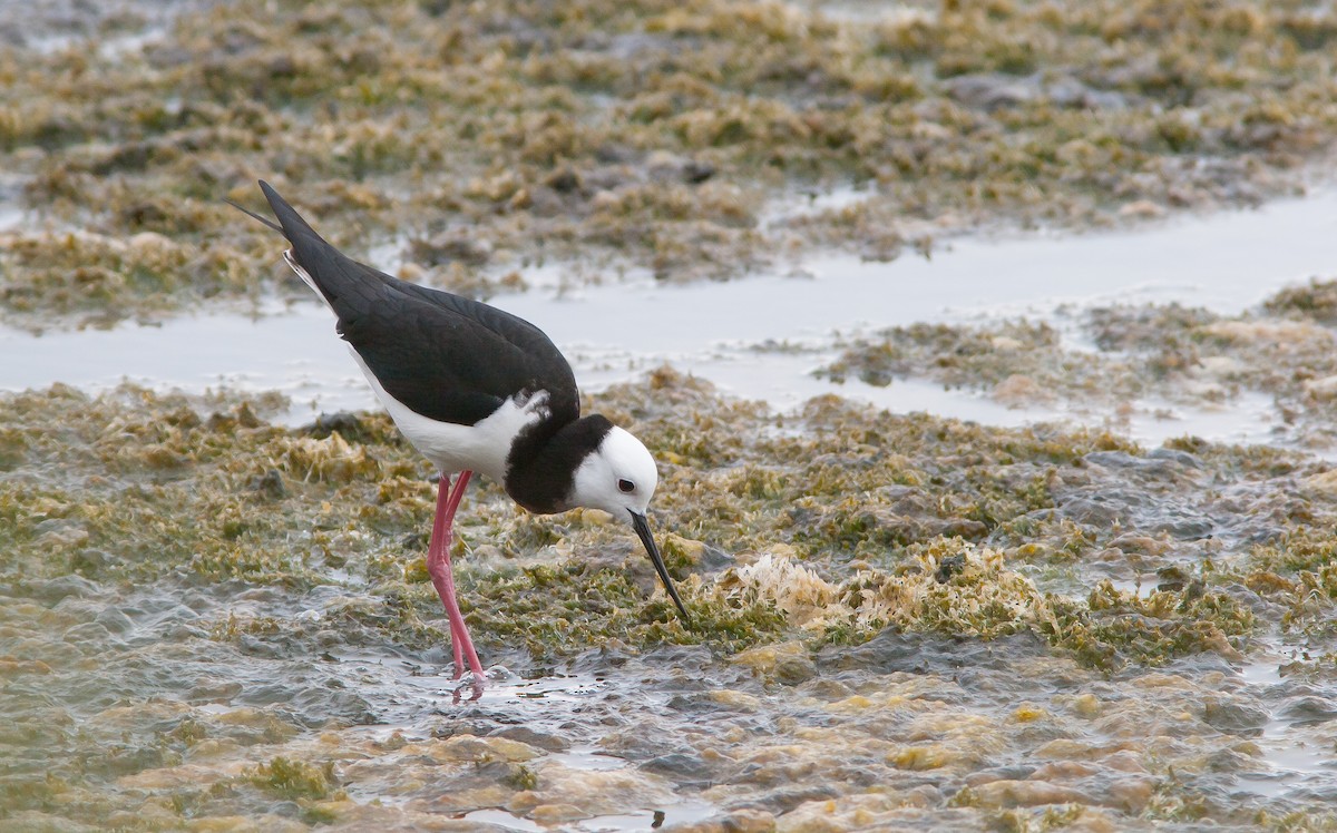 Pied Stilt - ML636756619