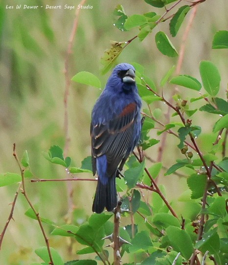 Blue Grosbeak - ML636756647