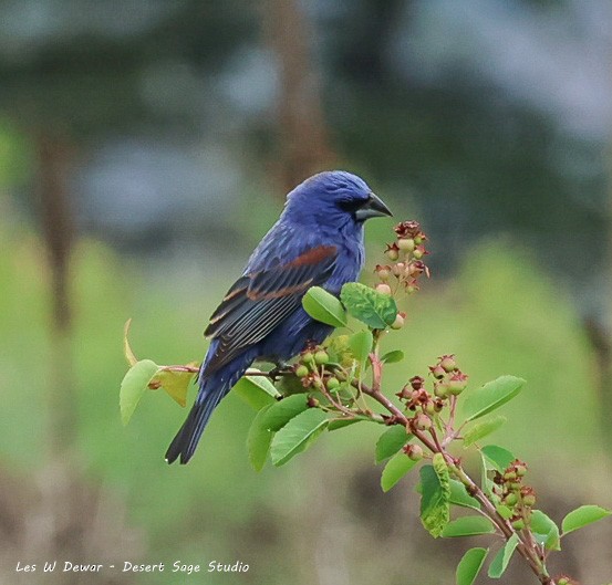 Blue Grosbeak - ML636756674