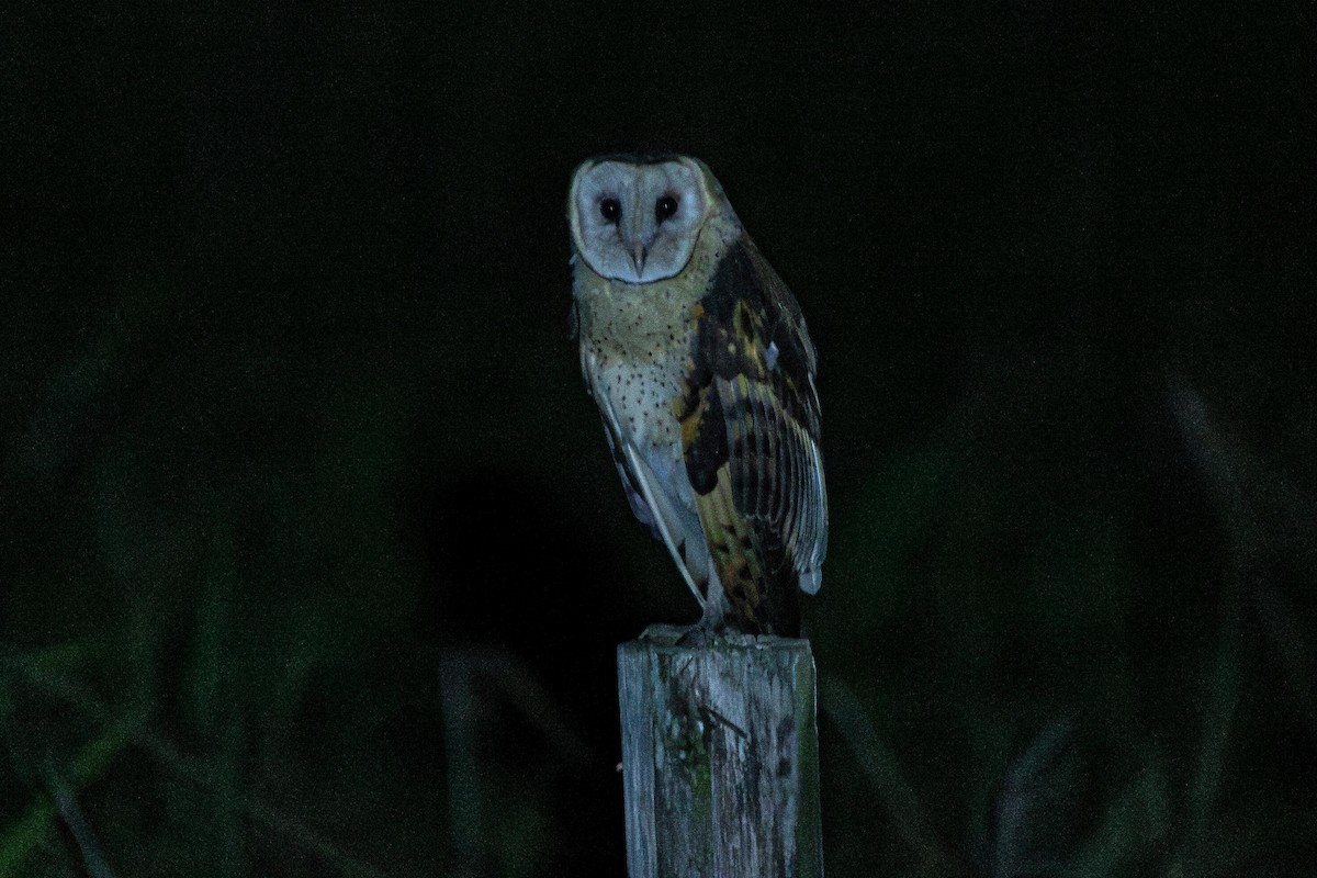 Australasian Grass-Owl - ML636756697