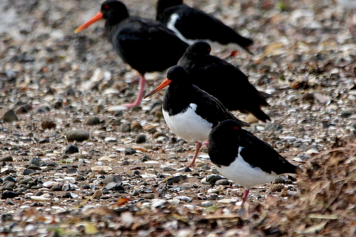 South Island Oystercatcher - ML636756725