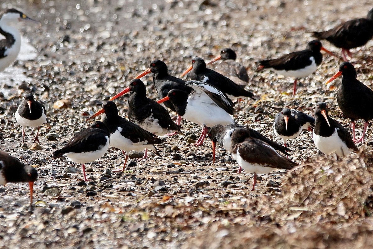 South Island Oystercatcher - ML636756726