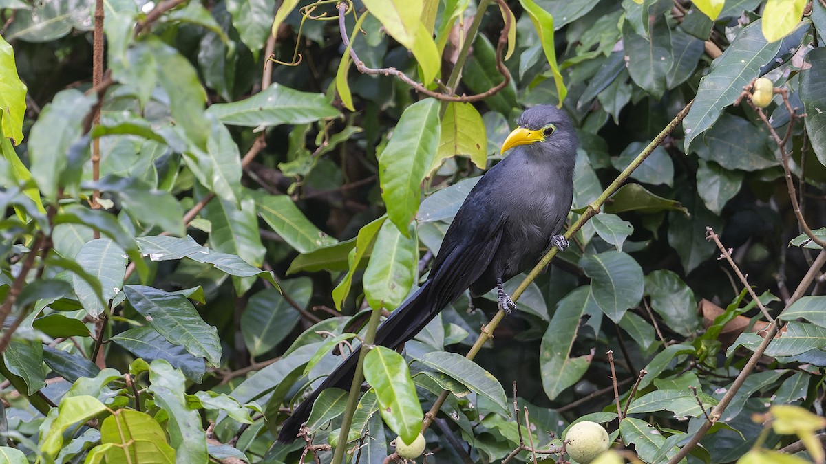 Blue Malkoha - ML636756735