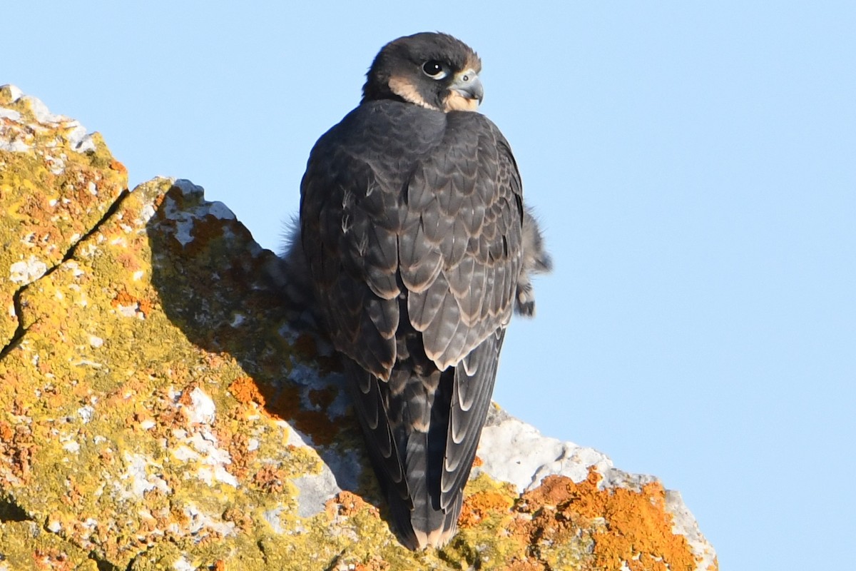 Peregrine Falcon - ML636756773