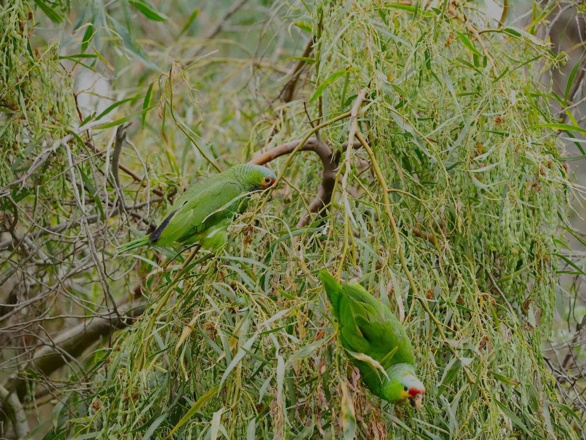 Red-lored Amazon - ML636756791