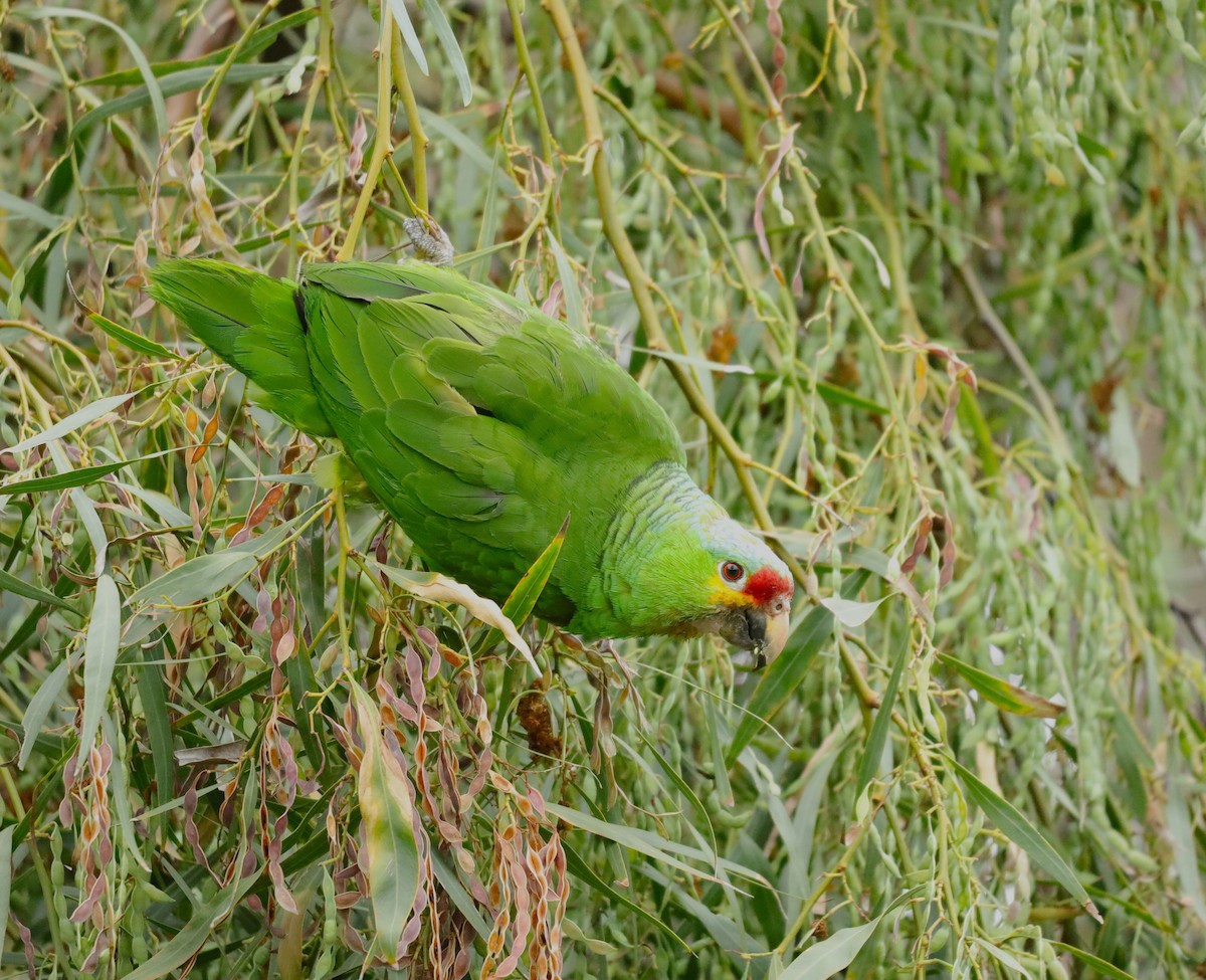 Red-lored Amazon - ML636756793