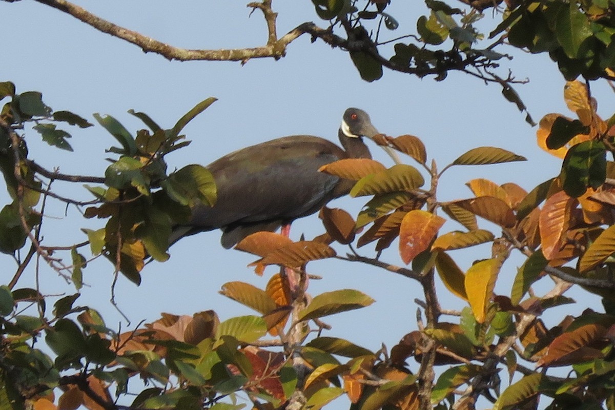 White-shouldered Ibis - ML636756835