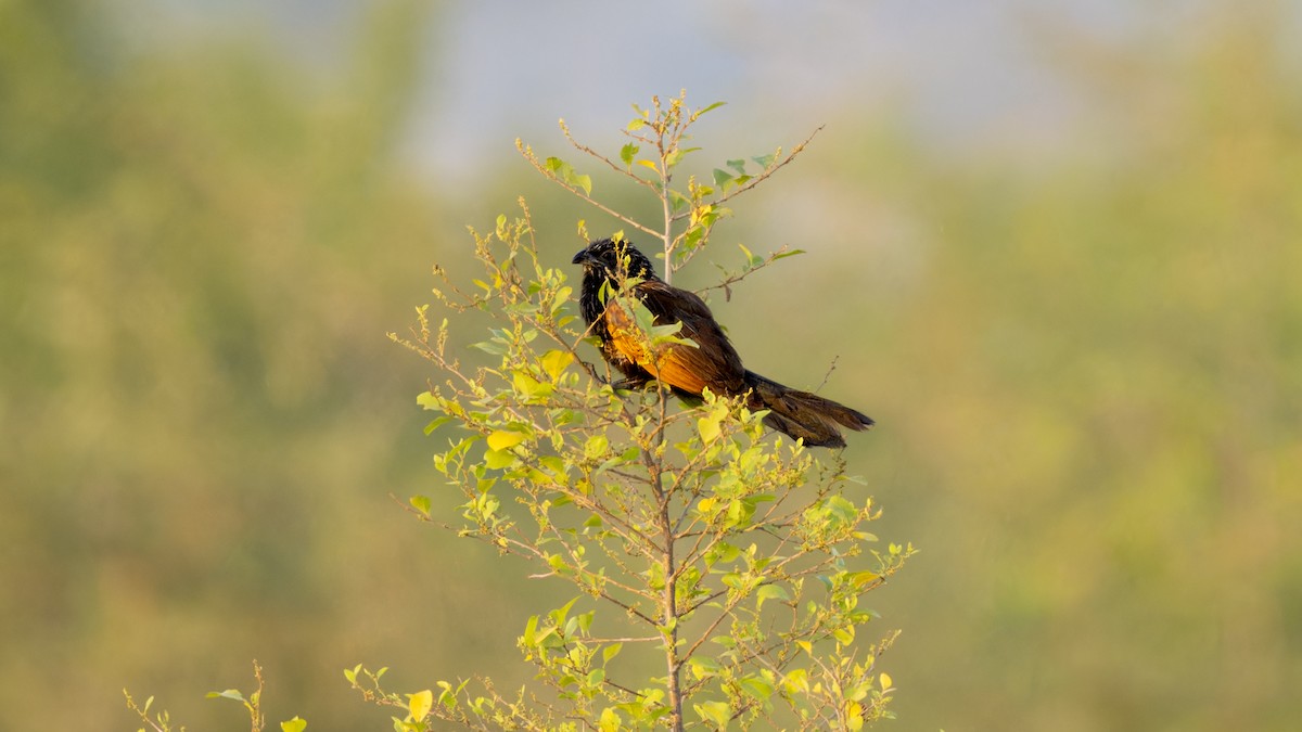 Black Coucal - ML636756841