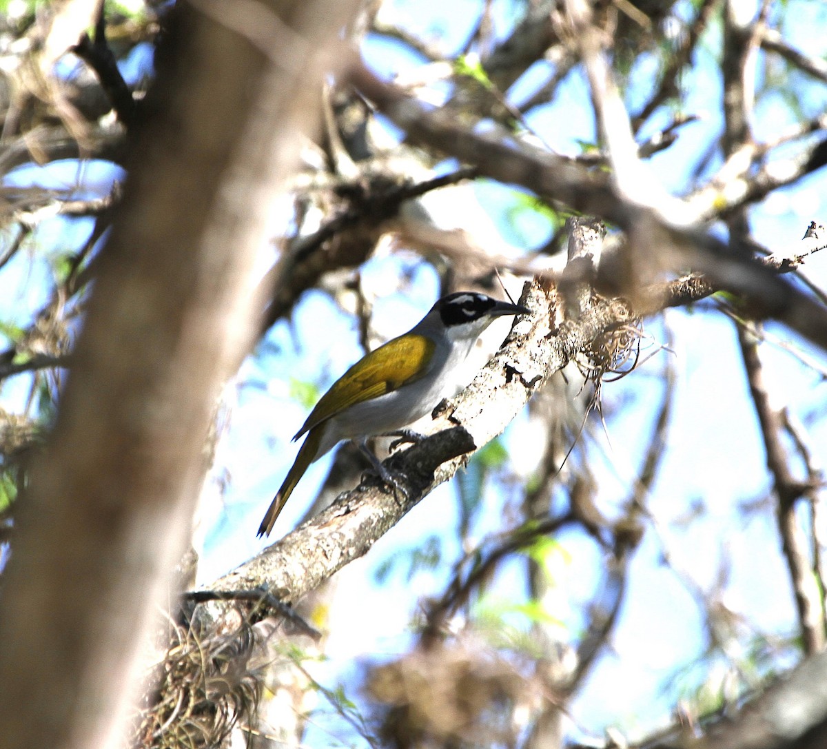 Black-crowned Palm-Tanager - ML636756890
