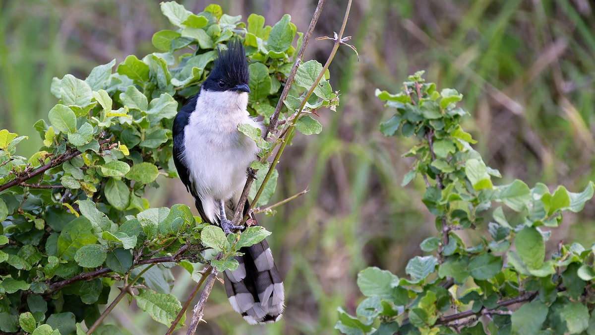 Pied Cuckoo - ML636756895