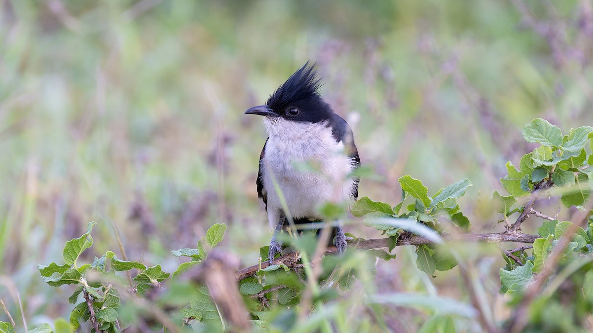 Pied Cuckoo - ML636756896