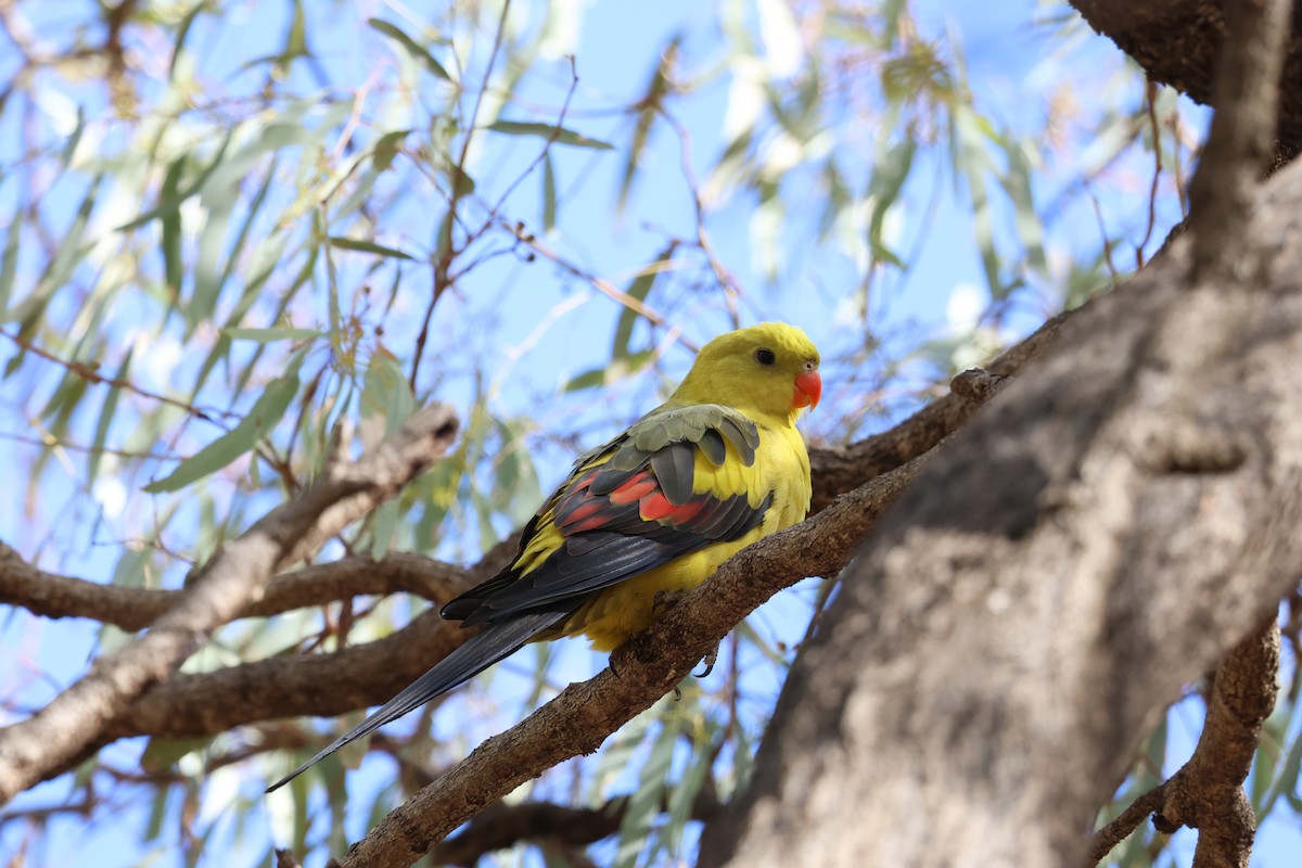 Regent Parrot - ML636756915