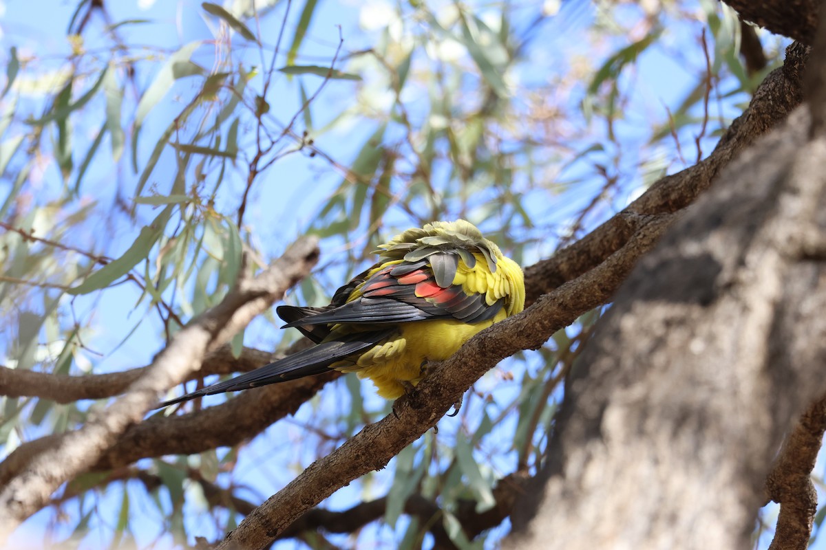 Regent Parrot - ML636756916