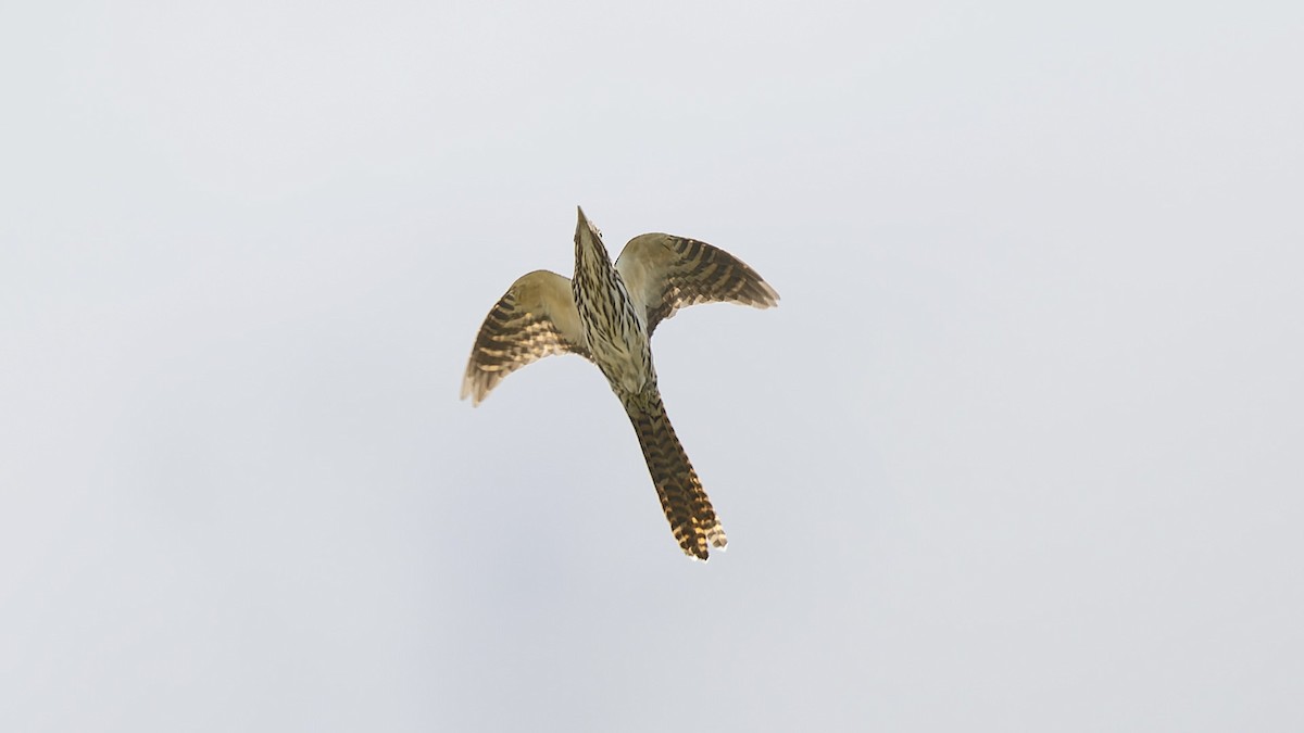 Long-tailed Koel - ML636756940