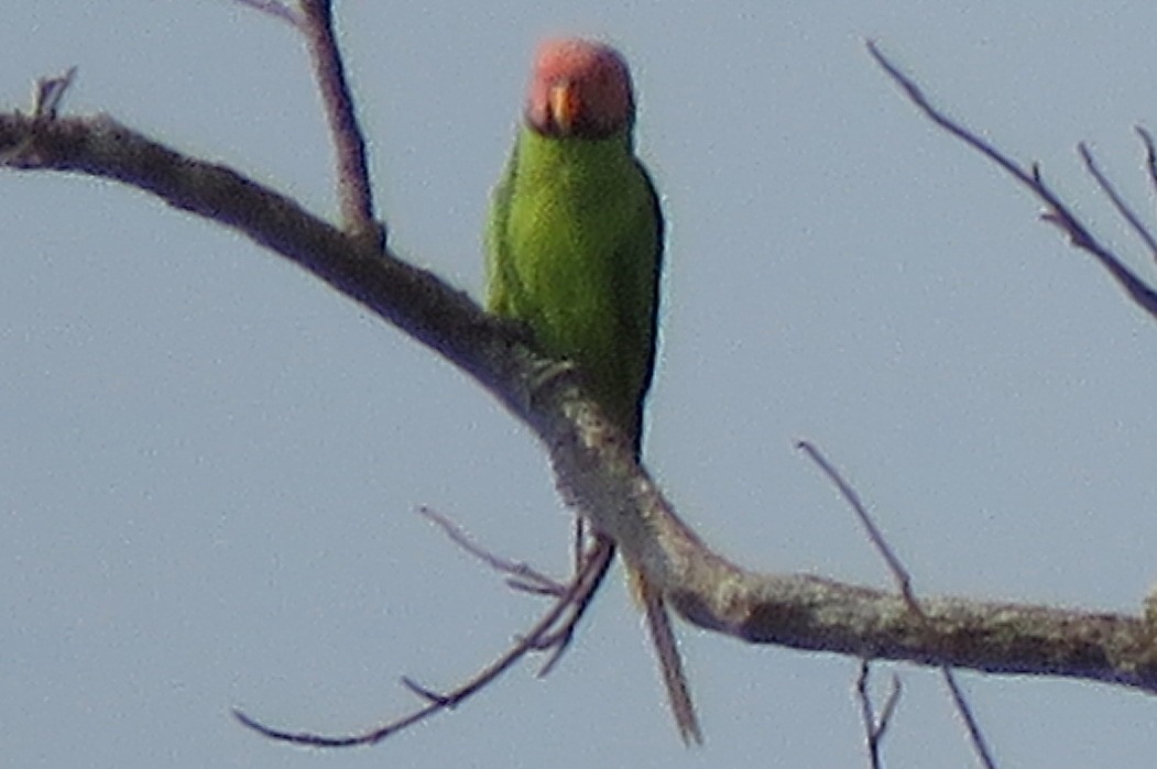 Blossom-headed Parakeet - ML636756981