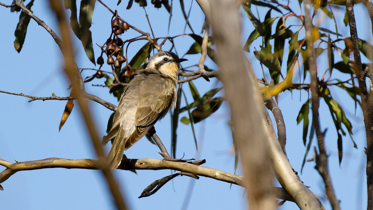 Black-eared Cuckoo - ML636757018