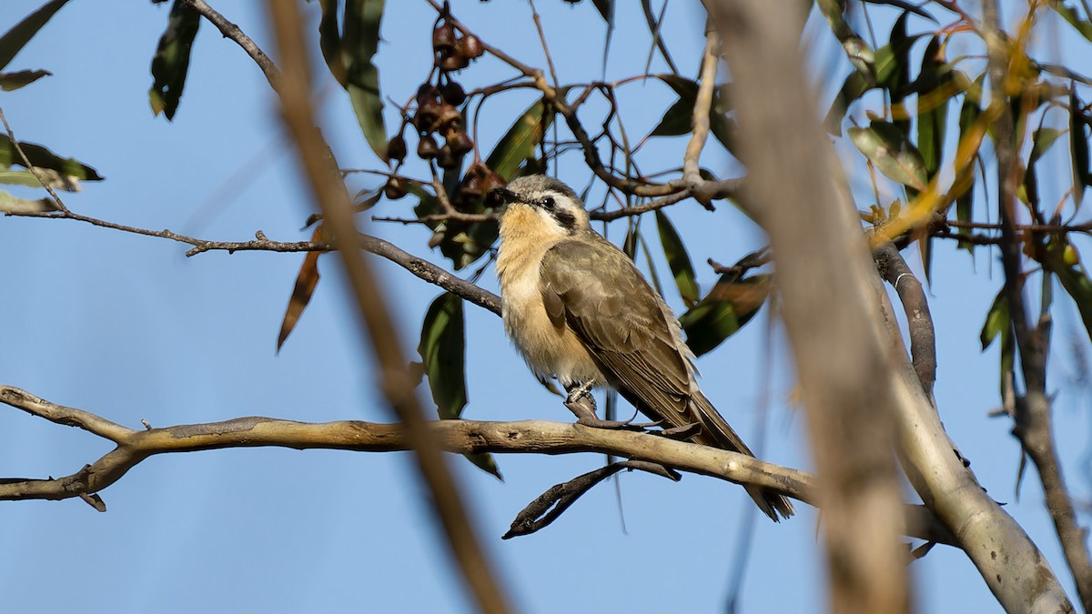 Black-eared Cuckoo - ML636757019