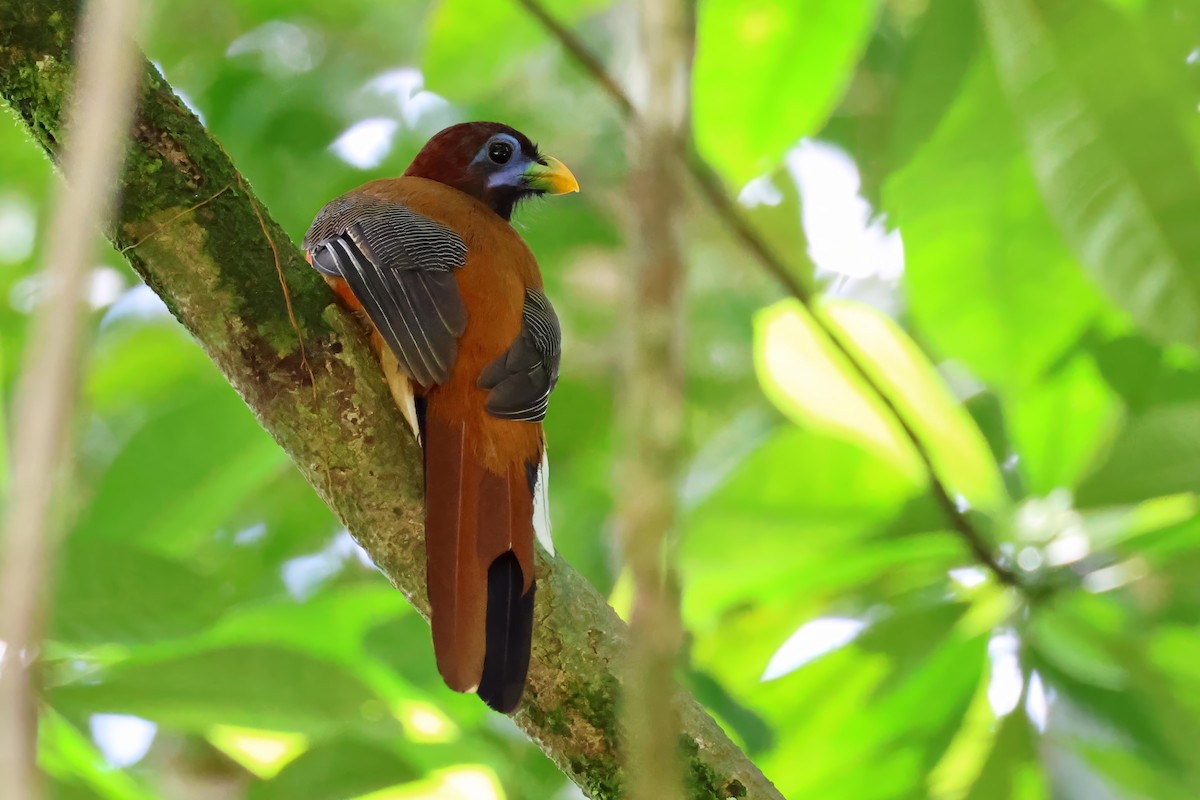 Philippine Trogon - ML636757042