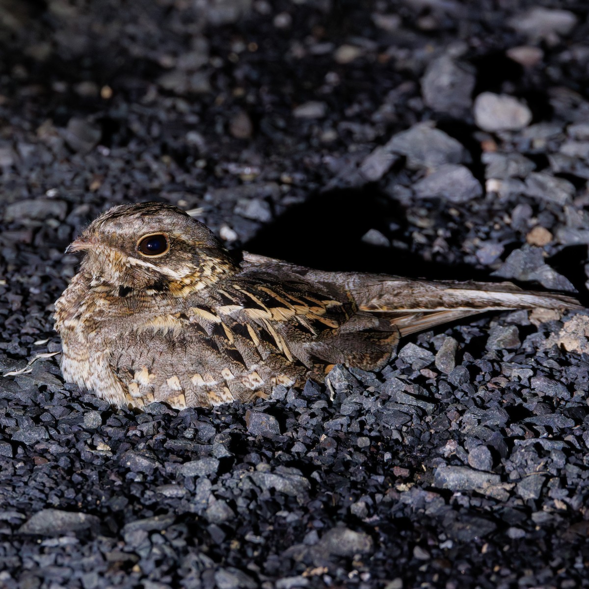 Indian Nightjar - ML636757132