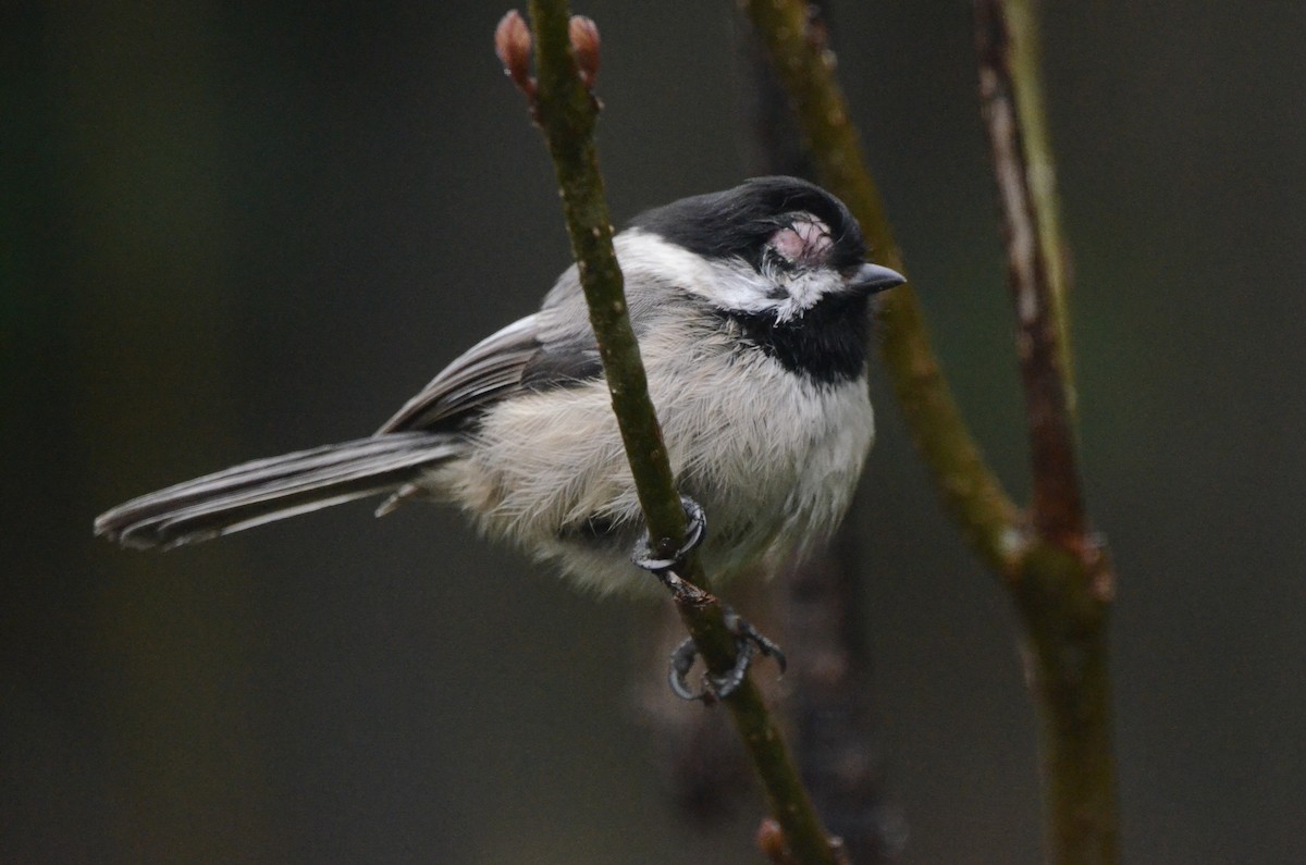 Black-capped Chickadee - ML636757138