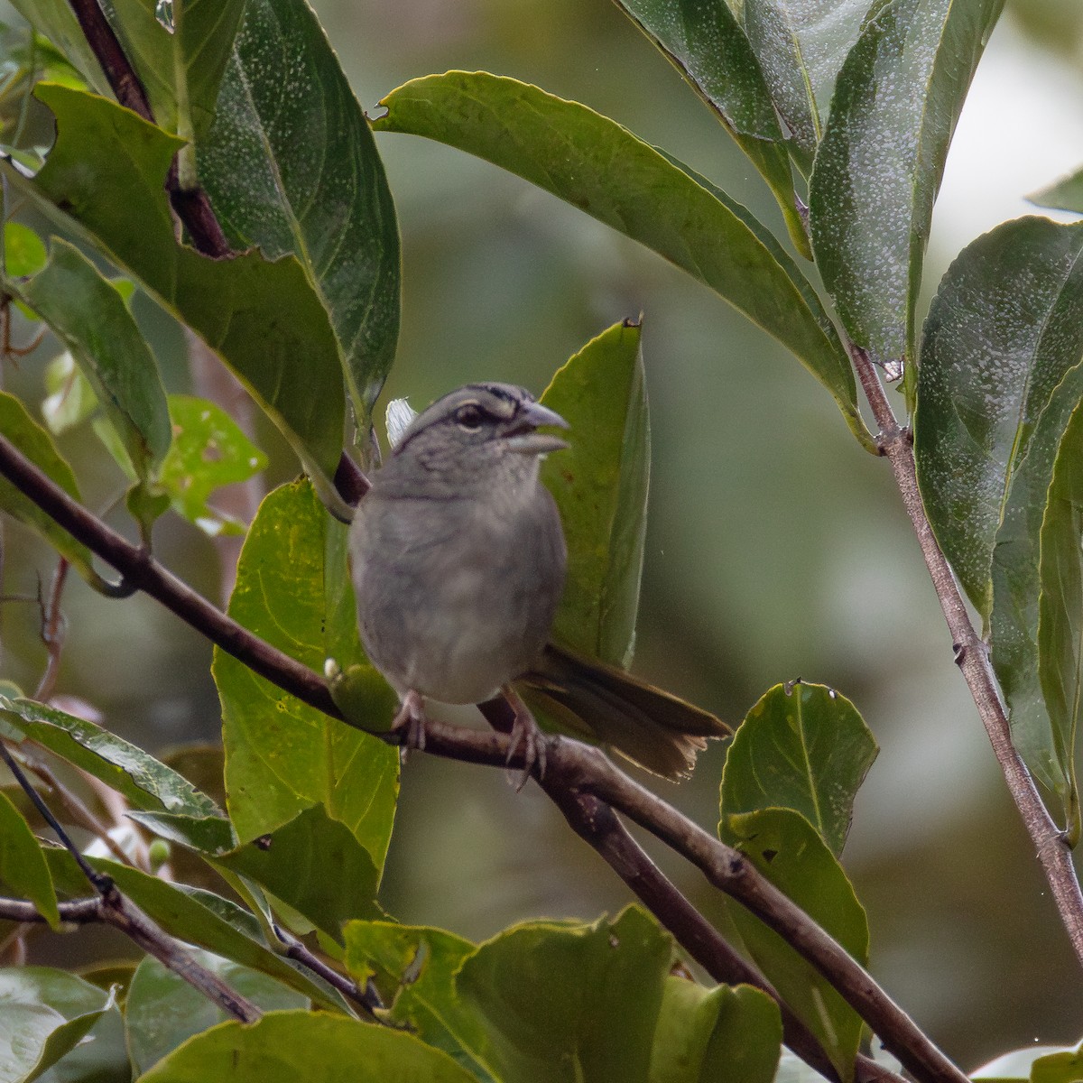Botteri's Sparrow (Peten) - ML636757139