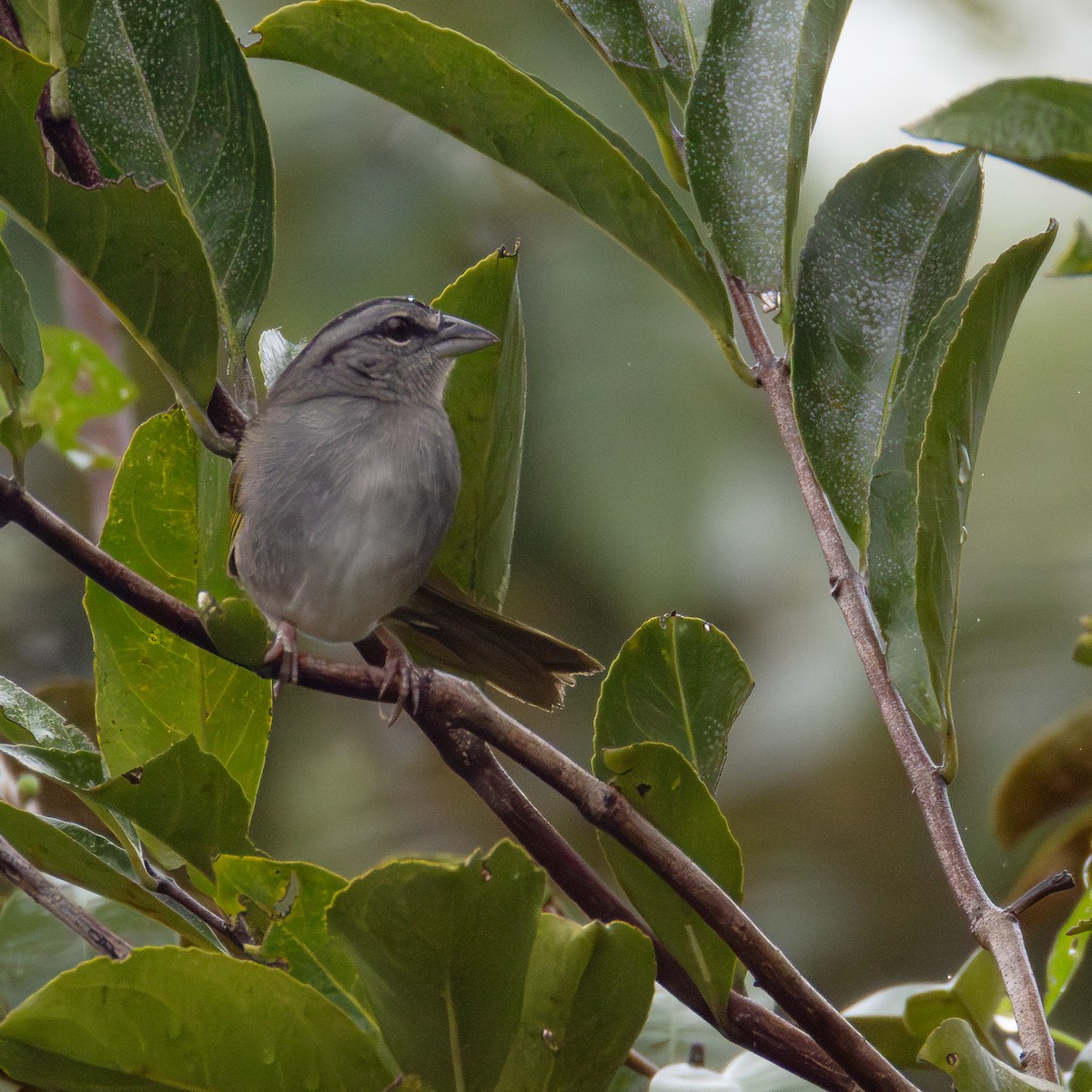 Botteri's Sparrow (Peten) - ML636757140