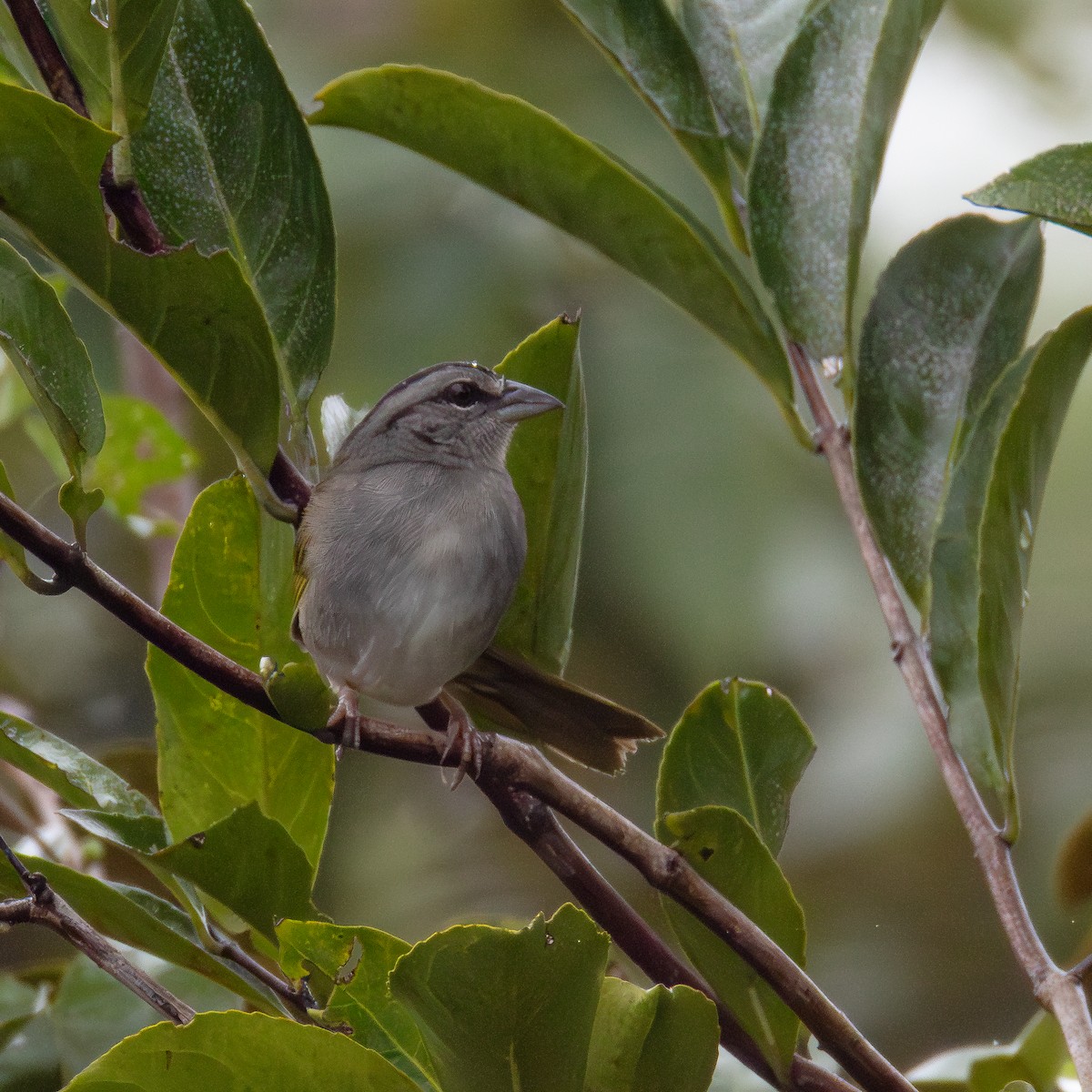 Botteri's Sparrow (Peten) - ML636757141