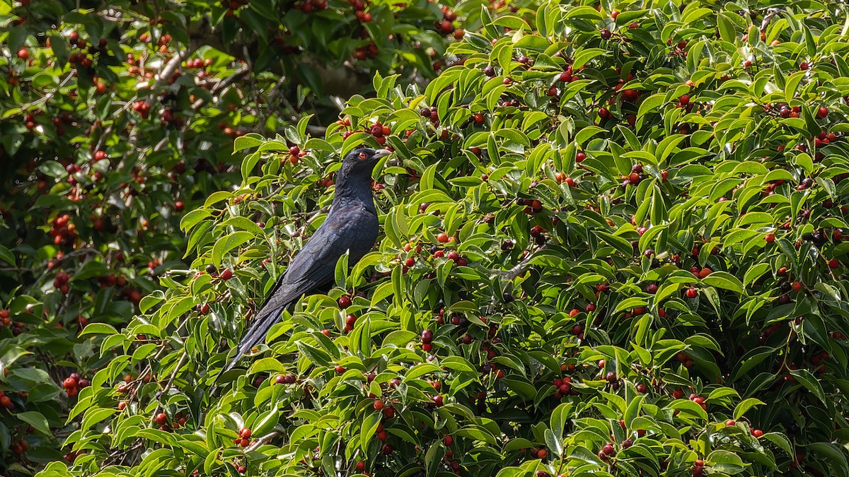 Pacific Koel - ML636757142