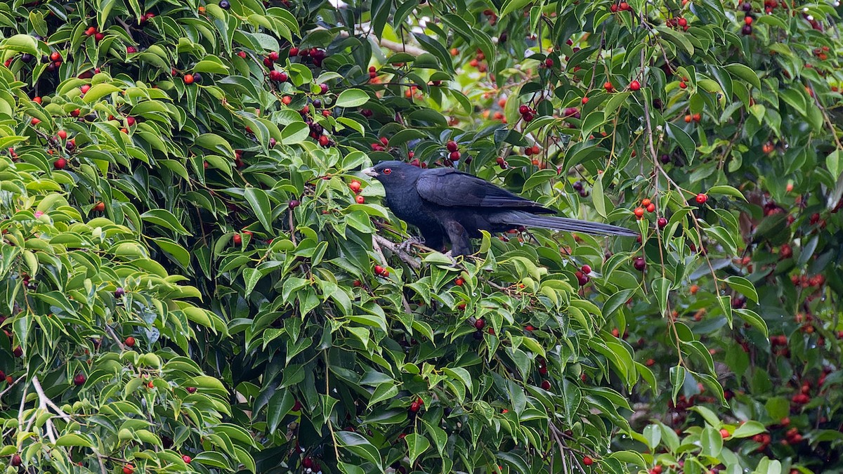 Pacific Koel - ML636757143